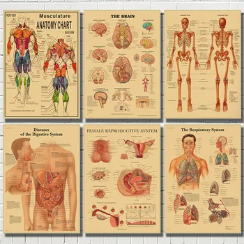 Анатомия на Човека Мускулна Система Крафт-Хартия за живопис Плакат Художествена Печат на Изображение на Човешкото Тяло Медицинско Образование Декорация на Дома, Живопис