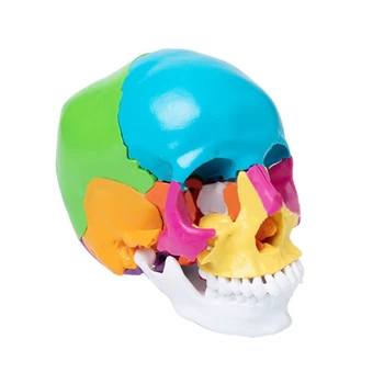 Цветна Модел на Човешки Череп Анатомическая Модел на Черепа за Анатомични Здравно Обучение на Директна Доставка